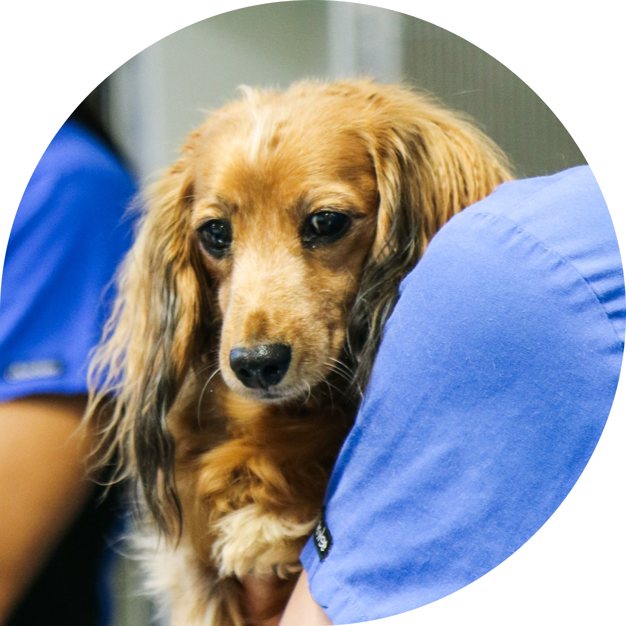 Emergency Vet in Gold Coast Animal Emergency Centre